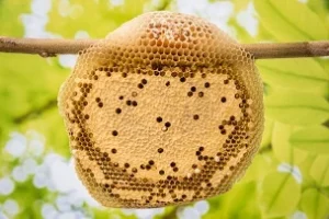 apiculteur Nord récupérateur essaim d'abeilles