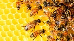 Apiculteur enlève essaim d'abeilles