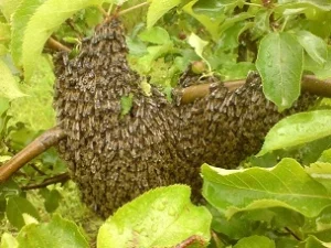 Apiculteur essaim d'abeilles